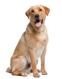 Labrador Retriever dog breed sitting tall with head ajar and mouth open against white background