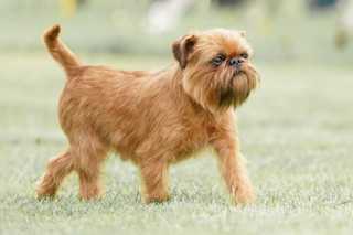 Bressels Griffon dog walking in field