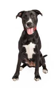 Borador 