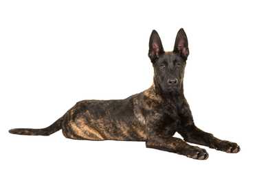 Laying down side veiw of a Dutch Shepherd dog breed looking at the camera with a white background