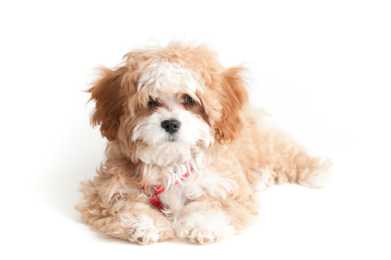 Fluffy Cavapoo dog breed laying down looking at camera with white background