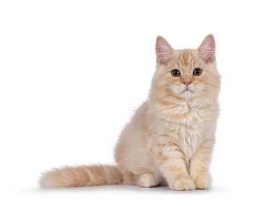 Cymric cat breed sitting with tail out to the left against a white background