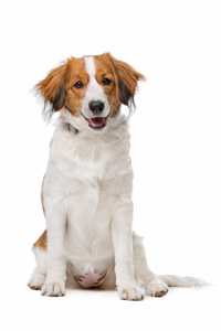 Kooikerhoundje dog breed sitting tall with mouth slightly open against white background