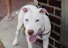 Deaf dog