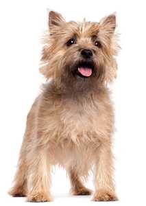 Young Cairn Terrier dog breed standing in front of a white background