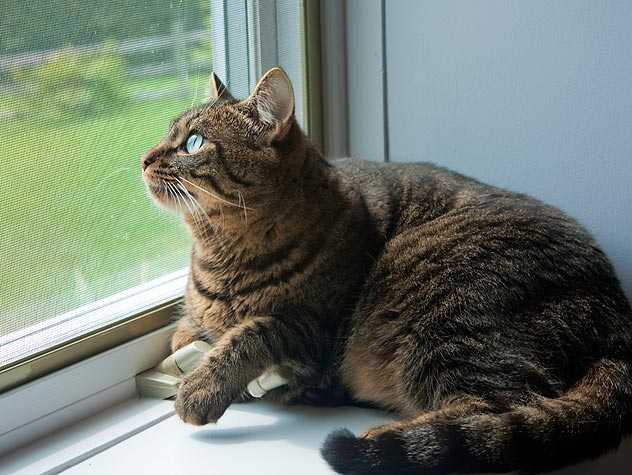 Out door  Cat