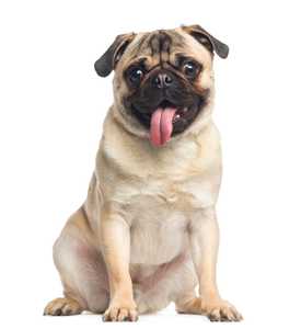 Pug dog breed sitting with tongue hanging out looking at the camera against a white background