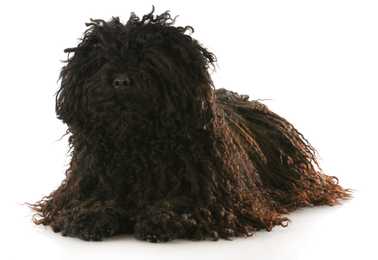 Puli dog breed laying down against a white background