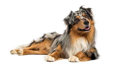 Australian Shepherd dog breed laying down with head cocked against a white background