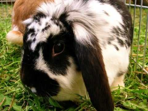 designing rabbit playground