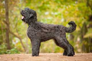 gray dog with curly hair