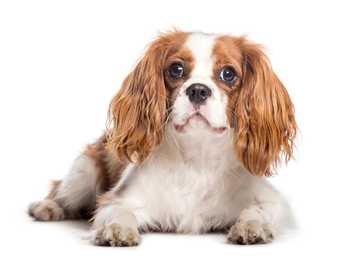 Blenheim Cavalier King Charles Spaniel dog breed laying down looking at camera with white background