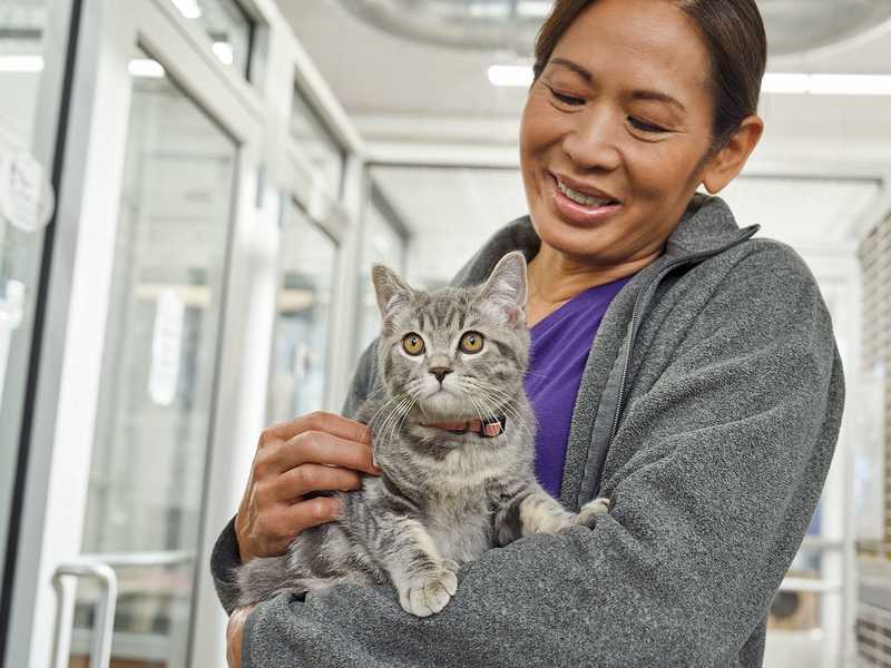Person holding a gray tabby cat inside an animal shelter.