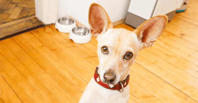 Small Dog Begging For Food