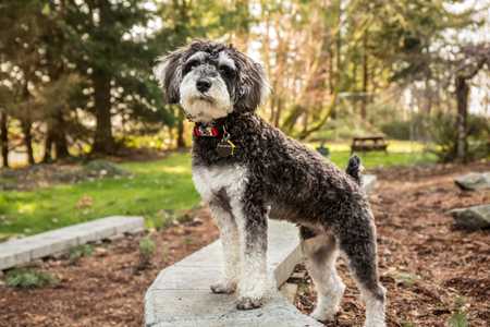 Schnoodle dog breed side angle with front paws on cement border in park with trees in background
