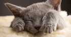 Russian Blue Cat