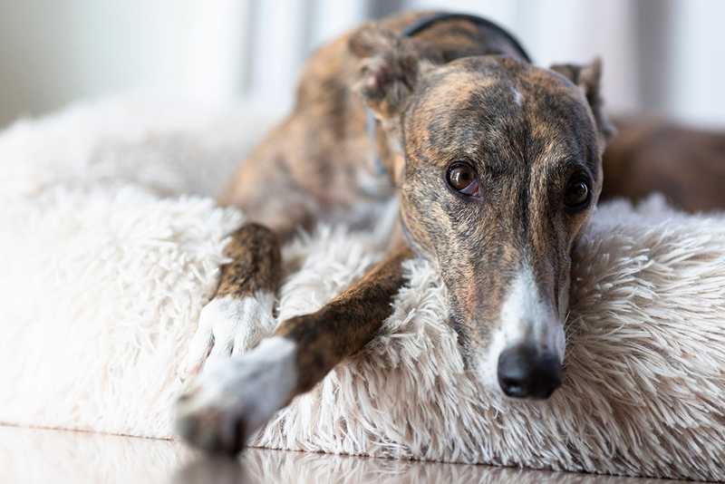 multi-color greyhound laying in dog bed
