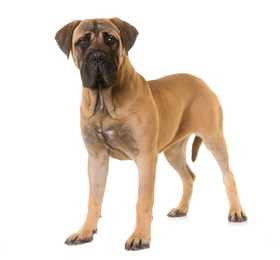 Mastiff dog breed standing tall looking at camera against a white background