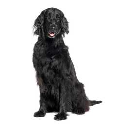 Flat Coated Retriever dog breed sitting tall against a white background