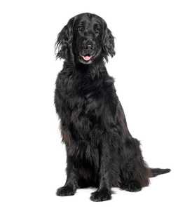 Flat Coated Retriever dog breed sitting tall against a white background