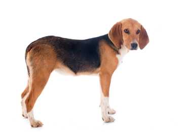 Standing side view of a Harrier dog breed looking at the camera against a white background