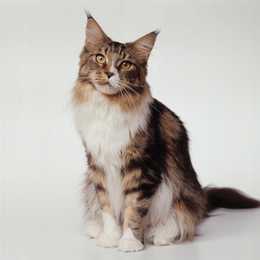 Maine Coon cat sitting against a white background.