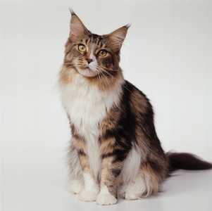Maine Coon cat sitting against a white background.