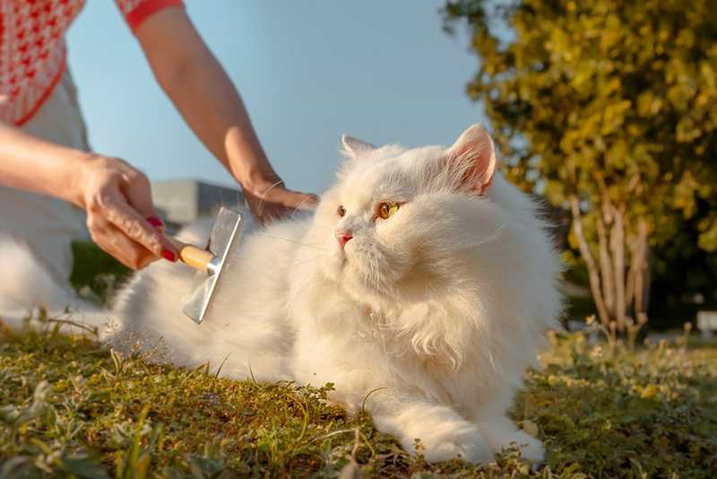White long-haired cat being brushed outdoors on a grassy lawn