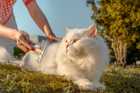 White long-haired cat being brushed outdoors on a grassy lawn