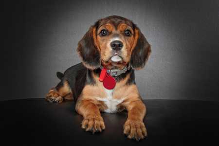 Beagler dog breed laying forward with paws out on black surface with gray background