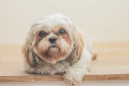 Malshi dog breed laying on wood floor looking at camera