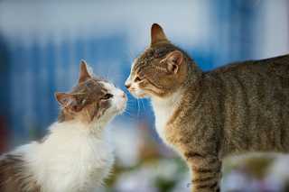 Two tabby-and-white cats touching noses.
