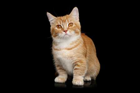 Orange and white Munchkin cat breed sitting against black background