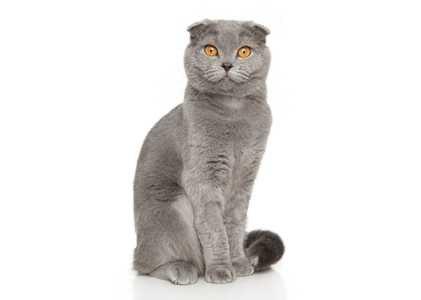 gray Scottish Fold cat breed sitting portrait with white background