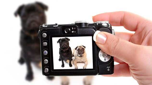 camera preview window with dogs in the viewport and blurred in the background