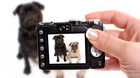 camera preview window with dogs in the viewport and blurred in the background