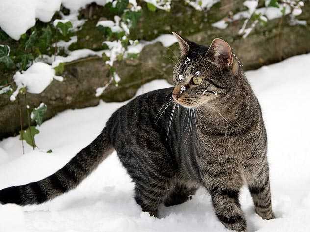 Cat in the snow