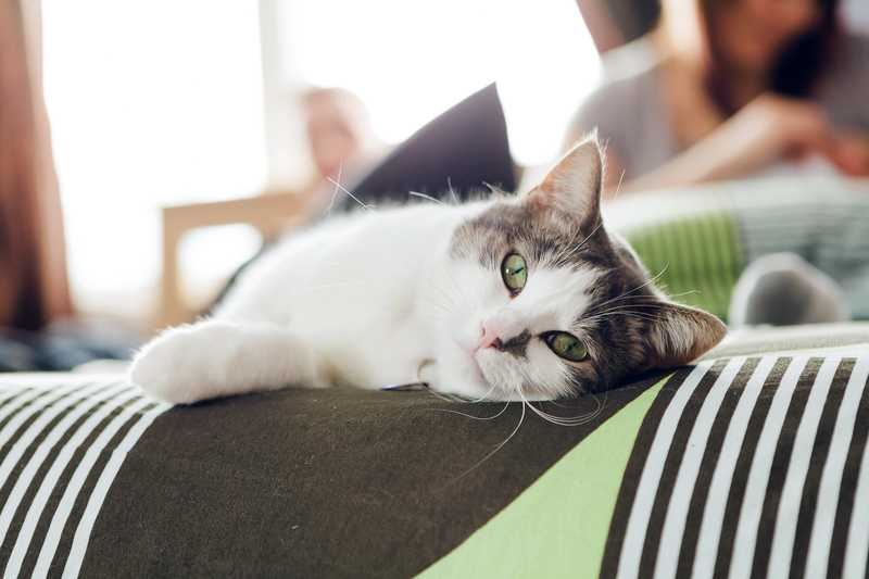 sleepy cat laying on arm of furniture