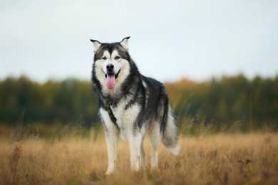 Alaskan Malamute dog breed forward standing in a meadow with tall grass background