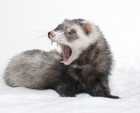 ferret teeth and dental care