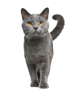 Chartreux cat breed walking toward the camera against a white background