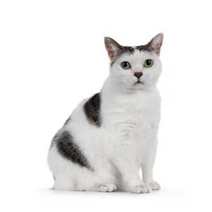 white and gray manx cat breed sitting in front of a white background