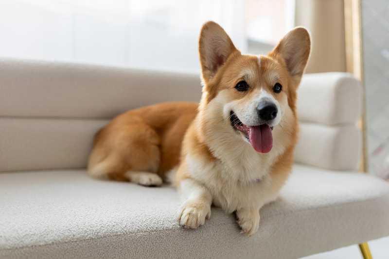 tan and white corgi laying on white couch