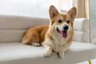 tan and white corgi laying on white couch