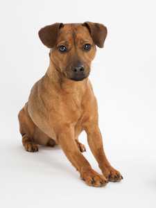 Patterdale Terrier dog breed sitting with paws stretched out against a white background