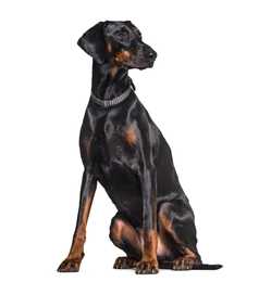 Doberman Pinscher dog breed sitting tall looking to the side with white background