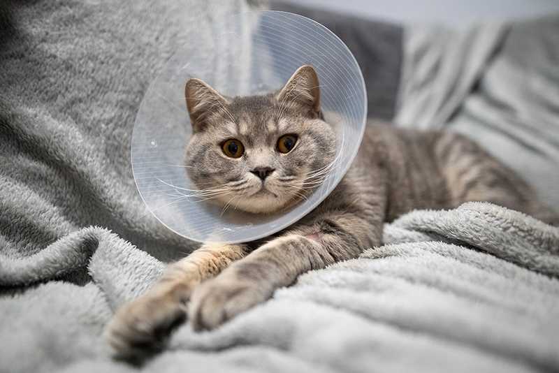 Gray tabby cat resting on a blanket while wearing a protective recovery cone after a veterinary procedure.
