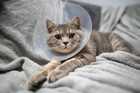 Gray tabby cat resting on a blanket while wearing a protective recovery cone after a veterinary procedure.