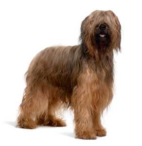 Standing side view of a Briard dog breed against a white background