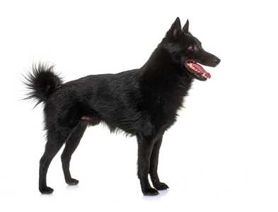 Side view of a Schipperke dog breed standing on the grass panting